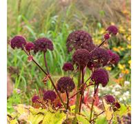 Primrose Angelica Gigas 9Cm Pot Perennial Plant