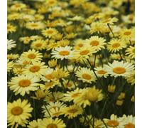 Primrose Anthemis Tinctoria E.c. Buxton Golden Marquerite 9Cm Pot Perennial Plant