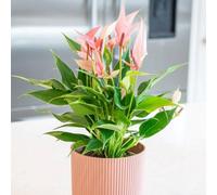 Primrose Anthurium Champion Lilli Flamingo Flower 12Cm Pot 35Cm Tall Flowering House Plants