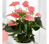 Primrose Anthurium Pink Champion Flamingo Flower 14Cm Pot 50Cm Tall Flowering House Plants