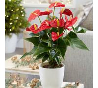 Primrose Anthurium Red Champion Flamingo Flower 14Cm Pot 50Cm Tall Flowering House Plants