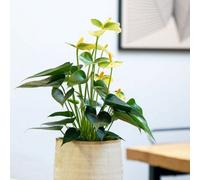 Primrose Anthurium Vanilla Champion Flamingo Flower 12Cm Pot 40Cm Tall Flowering House Plants