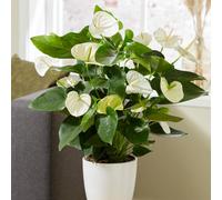 Primrose Anthurium White Champion Flamingo Flower 14Cm Pot 50Cm Tall Flowering House Plants