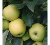 Primrose Apple Greensleeves Eating / Dessert Apple 9 Litre Pot M26 Root Stock 1.2M Fruit Tree