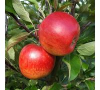 Primrose Apple Meridian Eating / Dessert Apple 12 Litre Pot mm106 Root Stock 1.5M Fruit Tree