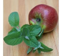 Primrose Apple Mint Herb Plant Mentha Suaveolens 9Cm Pot