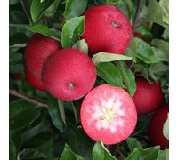 Primrose Apple Rosette Dual Purpose Eating / Cooking 11.5 Litre Pot M27 Root Stock 1.2M Fruit Tree