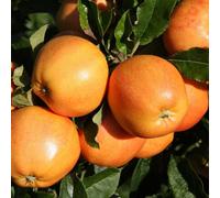 Primrose Apple Surprize Eating / Dessert Apple 12 Litre Pot mm106 Root Stock 1.5M Fruit Tree
