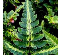 Primrose Arachnoides Aristata Iegata East Indian Holly Fern 9Cm Pot