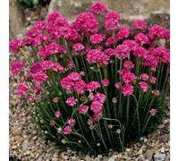 Primrose Armeria Maritima Dusseldorfer Stolz Pink Seathrift 9Cm Pot Alpine Perennial Plant