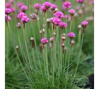Primrose Armeria Maritima Splendens Pink Seathrift 9Cm Pot Alpine Perennial Plant