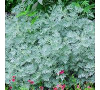 Primrose Artemisia Powis Castle Wormwood 9Cm Pot Perennial Plant