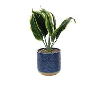 Primrose Artificial Calathea In Blue Pot 29Cm