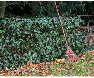 Primrose Artificial Ivy Leaf Screening Hedge Roll Privacy Screen W3M X H1M
