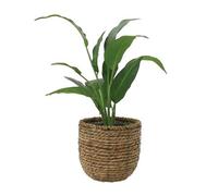 Primrose Artificial Peace Lily in Rattan Basket 30cm in Brown Primrose Brown