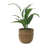 Primrose Artificial Peace Lily In Rattan Basket 30Cm
