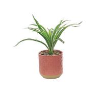Primrose Artificial Spider Plant In Red Pot 28Cm