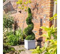 Primrose Artificial Topiary Grass Spiral Swirl Bush 150cm in Green Primrose Green