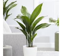 Primrose Aspidistra Cast Iron Plant Elatior Indoor 90cm Plant XL 21cm Pot in Green Primrose Green