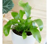 Primrose Asplenium Bottle Garden Terrarium Plant Bird's Nest Fern 6Cm Pot 11Cm Tall Foliage House Plants