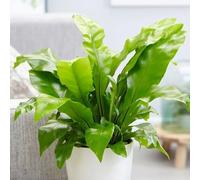 Primrose Asplenium Nidus Birds Nest Fern Houseplant 20cm Indoor Plant 12cm Pot in Green Primrose Green