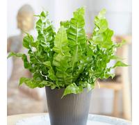 Primrose Asplenium Nidus Crispy Wave Birds Nest Fern 12Cm Pot 20Cm Tall Foliage House Plants