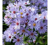 Primrose Aster Little Carlow Symphyotrichum 9Cm Pot Perennial Plant