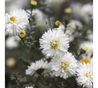 Primrose Aster Novi-Belgii White Ladies Michaelmas Daisy Symphyotrichum 9Cm Pot Perennial Plant