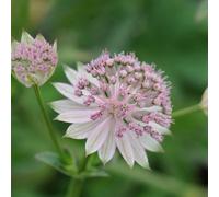 Primrose Astrantia Buckland Masterwort 9Cm Pot Perennial Plant