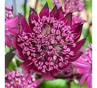 Primrose Astrantia Burgundy Manor Masterwort 9Cm Pot Perennial Plant