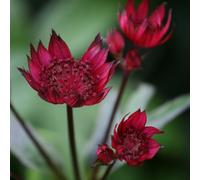 Primrose Astrantia Major Claret Great Black Masterwort 9Cm Pot Perennial Plant