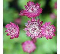 Primrose Astrantia Major Rubra Great Black Masterwort 9Cm Pot Perennial Plant