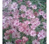 Primrose Astrantia Major Sparkling Stars Pink Masterwort 9Cm Pot Perennial Plant
