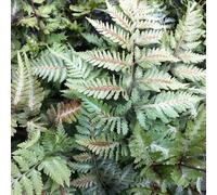 Primrose Athyrium Niponicum Metallicum Painted Fern 9Cm Pot