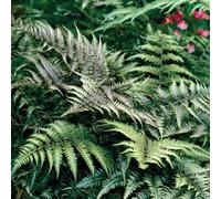Primrose Athyrium Niponicum Pictum Silver Falls Painted Lady Fern 9Cm Pot
