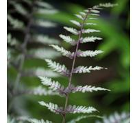 Primrose Athyrium Niponicum Pictum Ursulas Red Painted Lady Fern 9Cm Pot