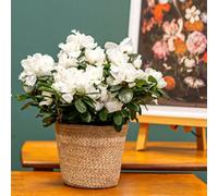 Primrose Azalea Flandresse White Azalea 12Cm Pot 25Cm Tall Flowering House Plants