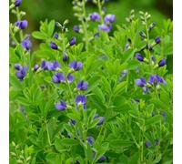 Primrose Baptisia Australis False Indigo 9Cm Pot Perennial Plant