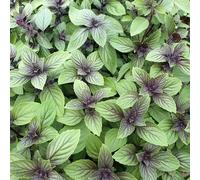 Primrose Basil Herb Plant Ocimum Basilicum Magic Mountain 9cm Pot in Green | Size: 3 Pack Primrose Green 3 Pack