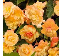 Primrose Begonia Illumination Apricot 15 x Jumbo Seedling Plug Plants in Peach Primrose Peach