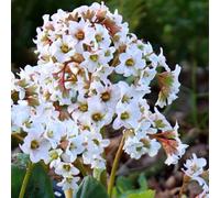 Primrose Bergenia Bressingham White Elephants Ears 9Cm Pot Perennial Plant