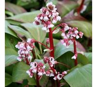 Primrose Bergenia Silberlicht Elephants Ears 9Cm Pot Perennial Plant