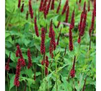 Primrose Bistorta Amplexicaulis Blackfield Red Bistort 9Cm Pot Perennial Plant