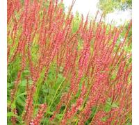 Primrose Bistorta Amplexicaulis Orange Field Red Bistort 9Cm Pot Perennial Plant