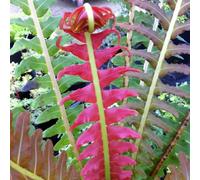 Primrose Blechnum Brasiliense Volcano Hard Fern Or Deer Fern 9Cm Pot