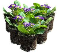 Primrose Blue Bicolour Elegant Two-Tone 10.5Cm Pot 6 Pack