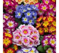 Primrose 'Bonelli Bicolour Mix'. Plug Plant x6. Primula plants, winter bedding flowers. Bedwen Plants Online Garden Centre