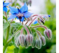 Primrose Borago Officinalis Borage 9Cm Pot Herb Garden Plant