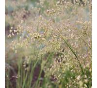 Primrose Briza Media Common Quaking Grass 9Cm Pot Grass Plant