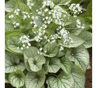 Primrose Brunnera Macrophylla Mister Morse Siberian Bugloss 9Cm Pot Perennial Plant